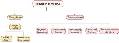 Challenges and promise of targeting miRNA in rheumatic diseases: a computational approach to identify miRNA association with cell types, cytokines, and disease mechanisms